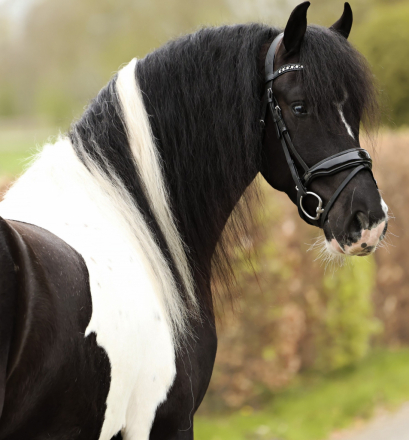 HorseID: 2296734 Adonis de Ravello - PhotoID: 1077038