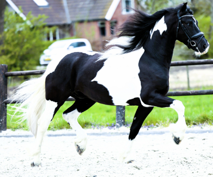 HorseID: 2296734 Adonis de Ravello - PhotoID: 1077039