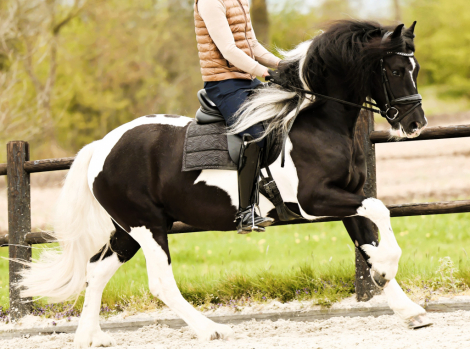 HorseID: 2296734 Adonis de Ravello - PhotoID: 1077040