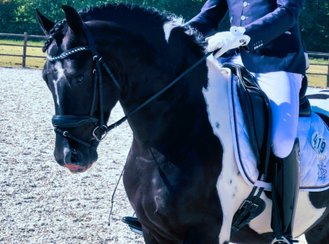 HorseID: 2296734 Adonis de Ravello - PhotoID: 1077041