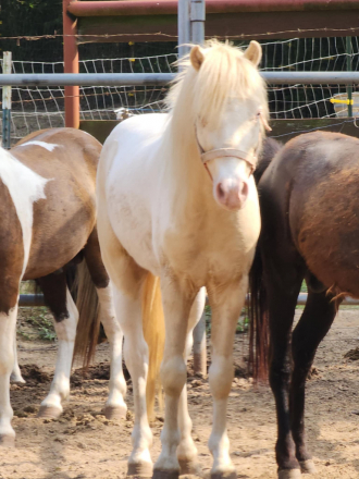 HorseID: 2296743 Jailhouse Rock - Double Dilute Pinto - PhotoID: 1077441
