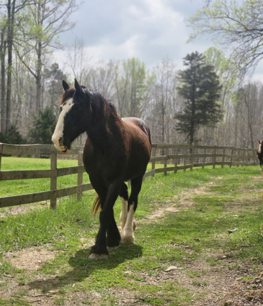 HorseID: 2296755 Magnus - PhotoID: 1077061