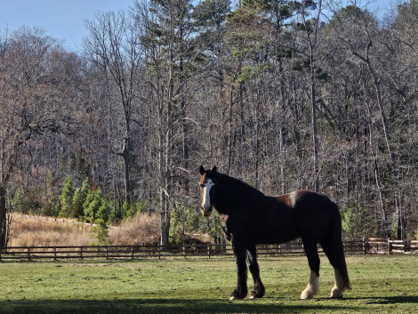 HorseID: 2296755 Magnus - PhotoID: 1077062