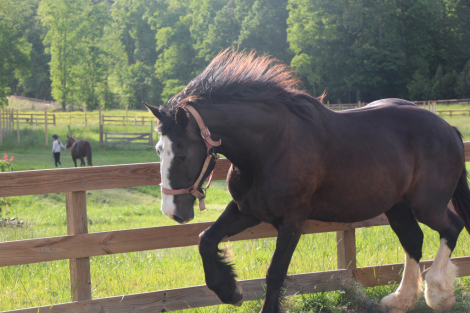 HorseID: 2296755 Magnus - PhotoID: 1077063