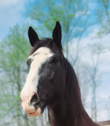 HorseID: 2296755 Magnus - PhotoID: 1077064