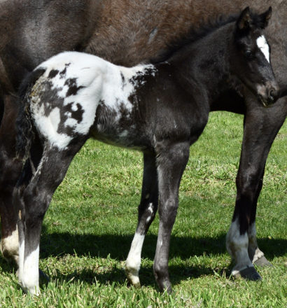 HorseID: 2296768 Bud 025 - PhotoID: 1077077