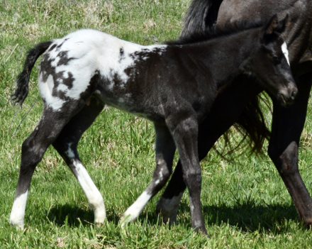 HorseID: 2296768 Bud 025 - PhotoID: 1077078