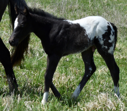 HorseID: 2296768 Bud 025 - PhotoID: 1077079