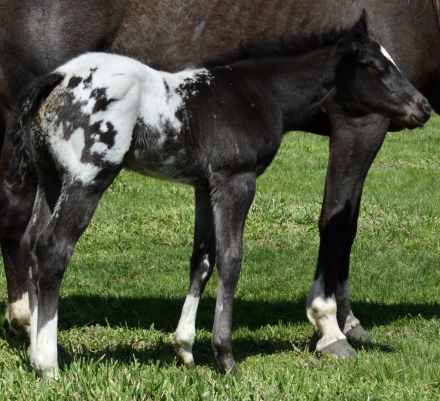 HorseID: 2296768 Bud 025 - PhotoID: 1077080