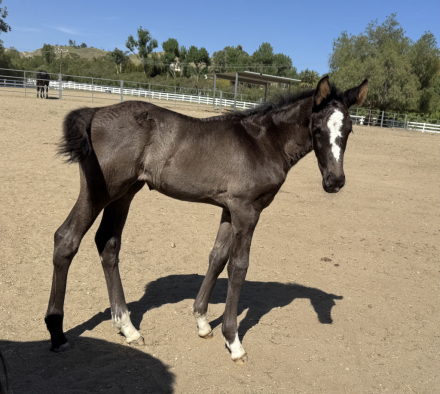 HorseID: 2296803 Penelope - PhotoID: 1077120