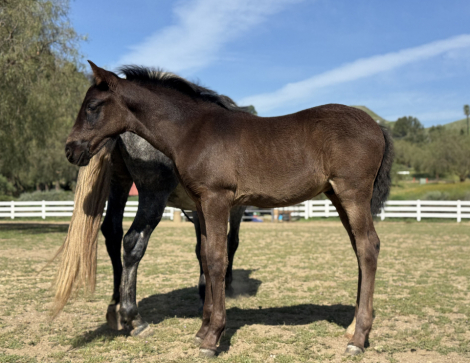 HorseID: 2296807 Valentino COSH - PhotoID: 1077121