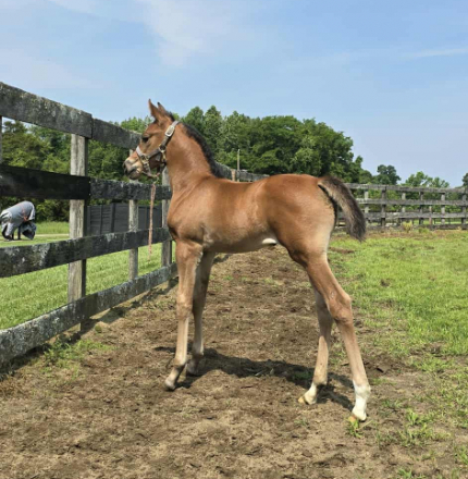 HorseID: 2296820 CAF Marco's Rockette - PhotoID: 1077130