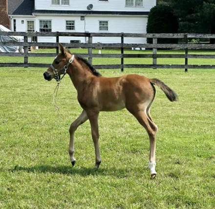 HorseID: 2296820 CAF Marco's Rockette - PhotoID: 1077131