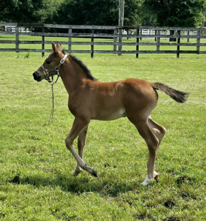 HorseID: 2296820 CAF Marco's Rockette - PhotoID: 1077132