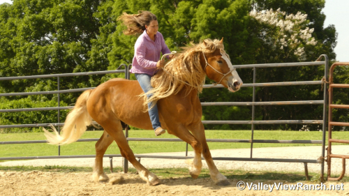 HorseID: 2296821 Atlas - PhotoID: 1077133