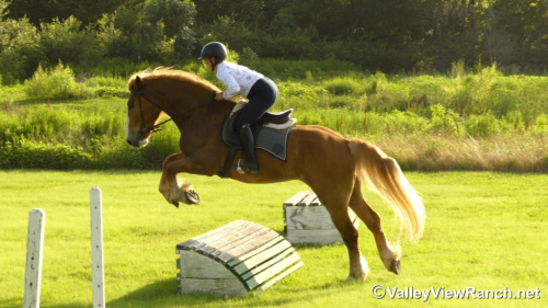 HorseID: 2296821 Atlas - PhotoID: 1077135