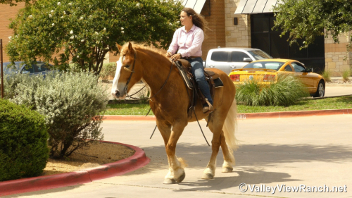 HorseID: 2296821 Atlas - PhotoID: 1077136