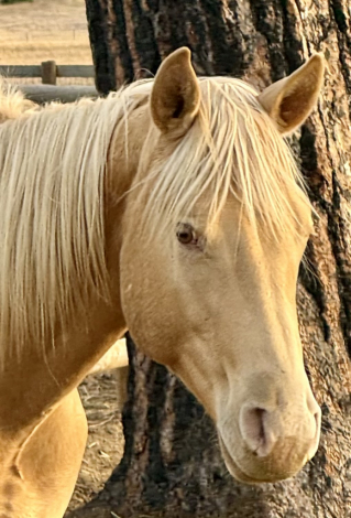 HorseID: 2296839 HEZA ZIPN CHAMPAGNE - PhotoID: 1077176