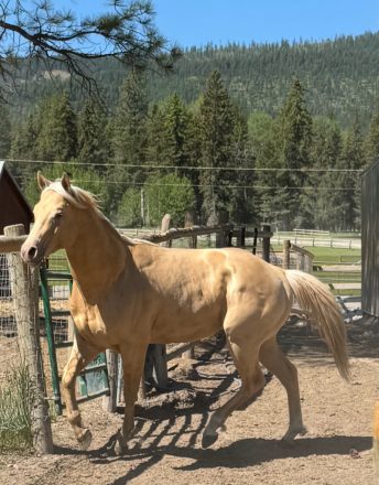 HorseID: 2296839 HEZA ZIPN CHAMPAGNE - PhotoID: 1077177