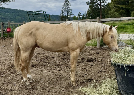 HorseID: 2296839 HEZA ZIPN CHAMPAGNE - PhotoID: 1077178