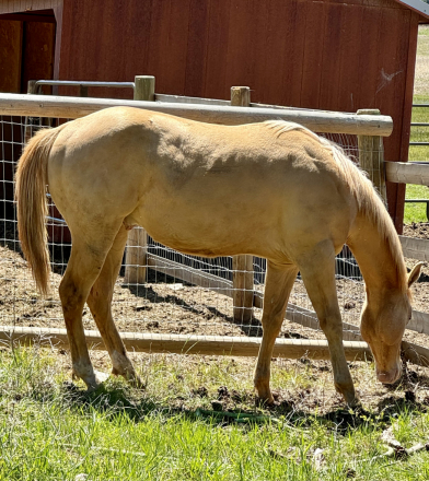 HorseID: 2296839 HEZA ZIPN CHAMPAGNE - PhotoID: 1077179