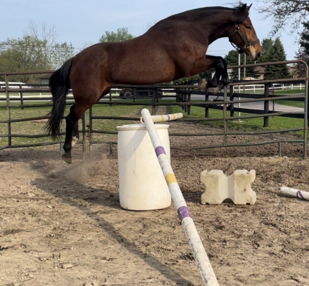 HorseID: 2296878 Cleopatra - PhotoID: 1077229