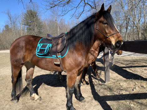 HorseID: 2296878 Cleopatra - PhotoID: 1077230