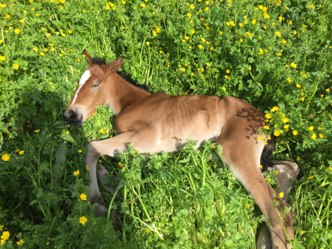 HorseID: 2296878 Cleopatra - PhotoID: 1077231