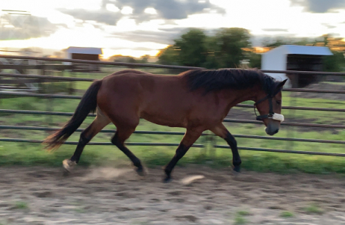 HorseID: 2296878 Cleopatra - PhotoID: 1077232