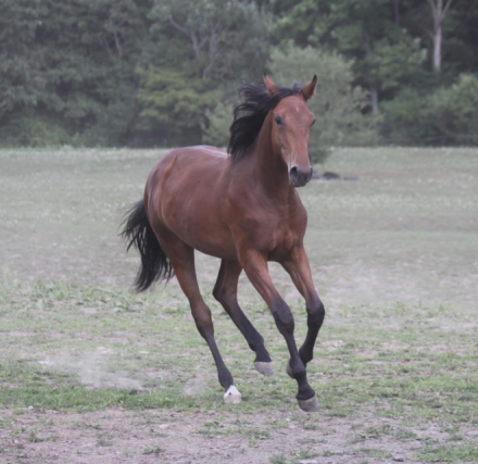 HorseID: 2296926 L’Legro - PhotoID: 1077282