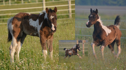 HorseID: 2296932 RRR HOLLYWOOD LILYIN - PhotoID: 1077290