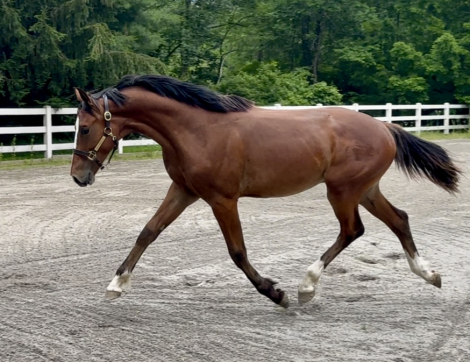 HorseID: 2296934 Check Mark - PhotoID: 1077868