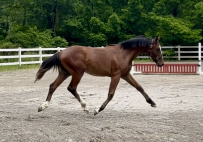 HorseID: 2296934 Check Mark - PhotoID: 1077869