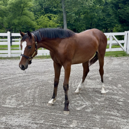 HorseID: 2296934 Check Mark - PhotoID: 1077870