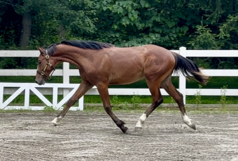 HorseID: 2296934 Check Mark - PhotoID: 1077871