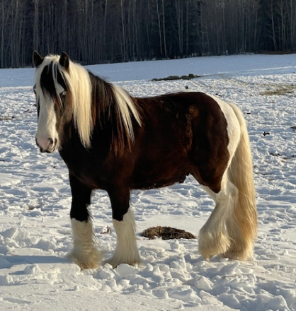 HorseID: 2296972 FAIREHILL ACE - PhotoID: 1077309