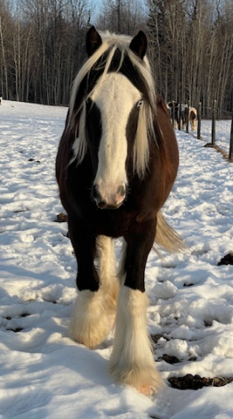 HorseID: 2296972 FAIREHILL ACE - PhotoID: 1077310