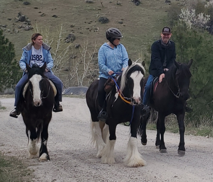 HorseID: 2296972 FAIREHILL ACE - PhotoID: 1077312