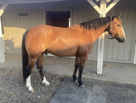 HorseID: 2296976 BR Reys Smoken Gun - PhotoID: 1077364