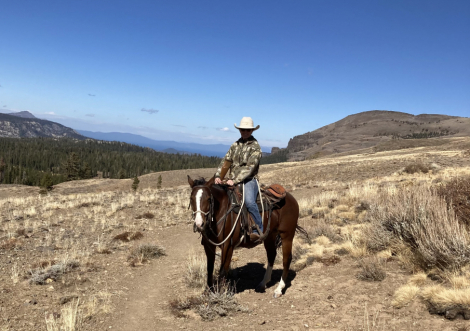 HorseID: 2296976 BR Reys Smoken Gun - PhotoID: 1077365