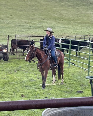 HorseID: 2296976 BR Reys Smoken Gun - PhotoID: 1077366