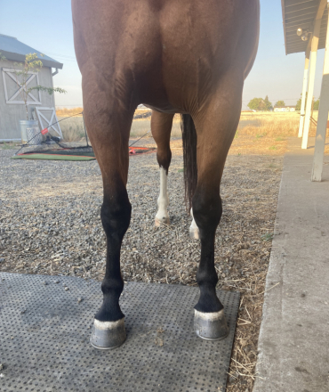 HorseID: 2296976 BR Reys Smoken Gun - PhotoID: 1077367