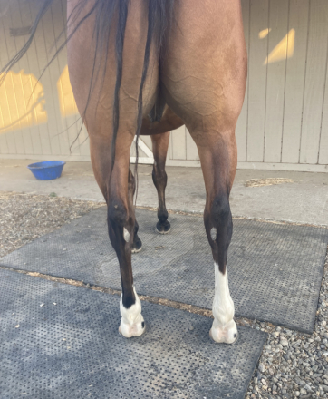 HorseID: 2296976 BR Reys Smoken Gun - PhotoID: 1077368