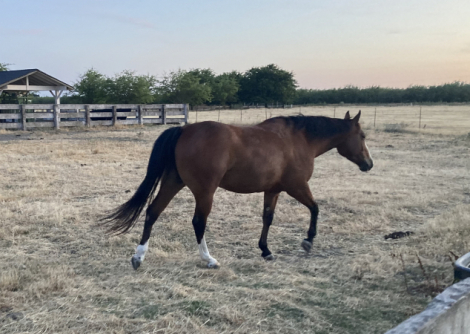 HorseID: 2296976 BR Reys Smoken Gun - PhotoID: 1077369