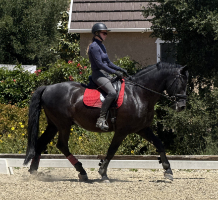 HorseID: 2296992 Dante - PhotoID: 1077384