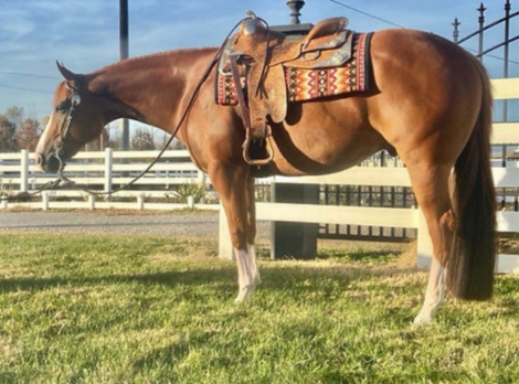 HorseID: 2296995 INVINCEBLE - PhotoID: 1077314