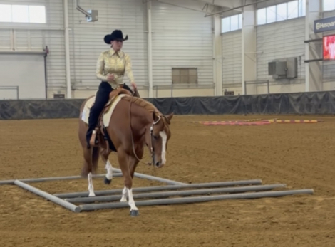 HorseID: 2296995 INVINCEBLE - PhotoID: 1077315