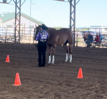 HorseID: 2296995 INVINCEBLE - PhotoID: 1077317