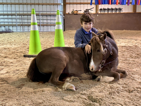 HorseID: 2297023 Little Matt - PhotoID: 1077322