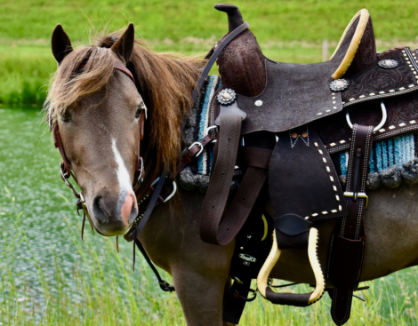 HorseID: 2297023 Little Matt - PhotoID: 1077323